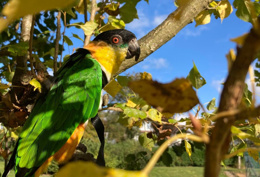 Wozzle sitting in a tree