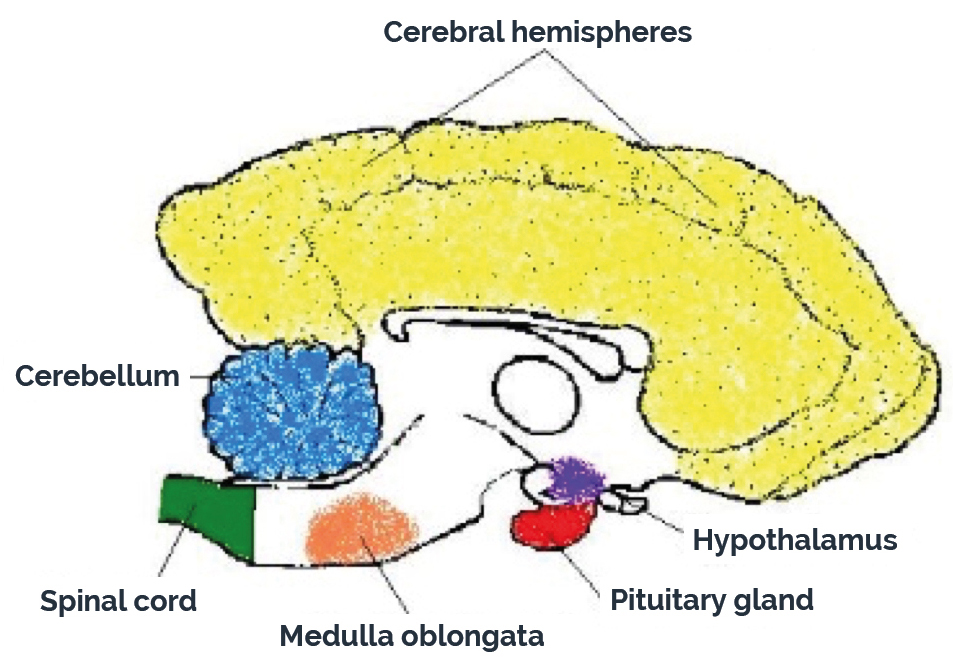 Cerebellar Abiotrophy In Dogs Southfields