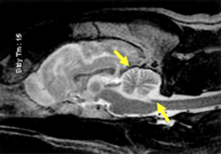 Cerebellar Abiotrophy In Dogs Southfields