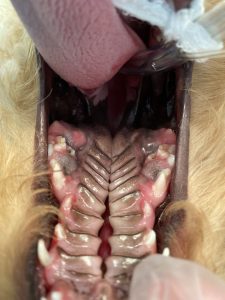 Herbie has dental surgery on his hard and soft palate with the veterinary dentistry team at Southfields