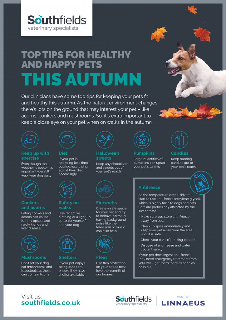 Keeping your pets safe this Autumn Southfields