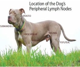 Canine T-cell lymphoma - Southfields