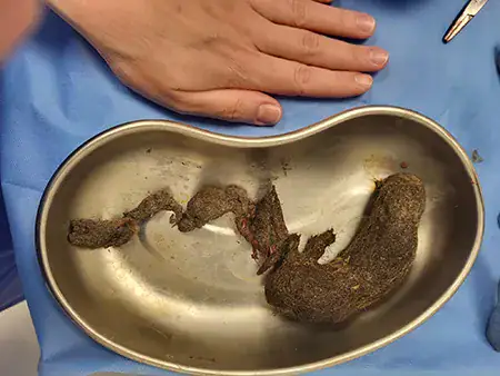 ziggy-furball-removed