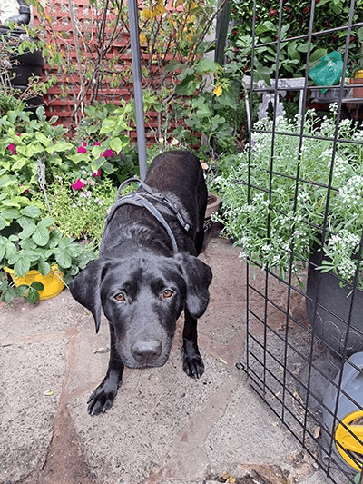 Buddy is living life to the fullest after two major operations